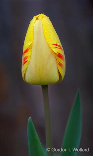 First Tulip_47452-5.jpg - Photographed in Lebanon, Ohio, USA.